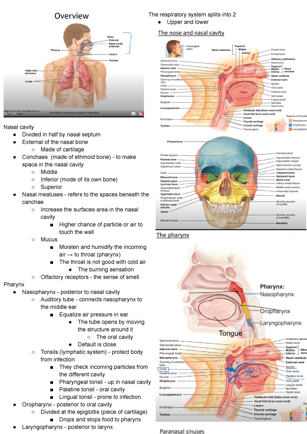 Kine 2031 - Human anatomy - The respiratory system splits into 2 Upper ...