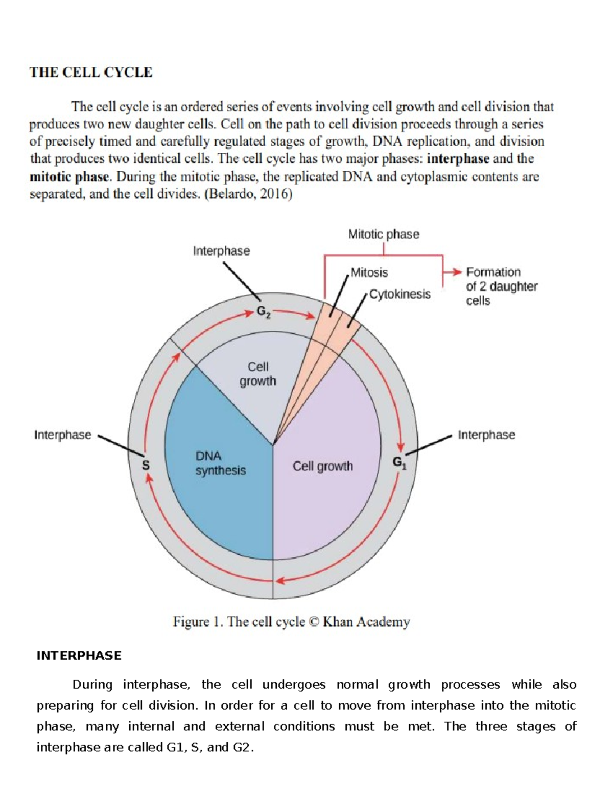 Cell Cycle - INTERPHASE During interphase, the cell undergoes normal ...
