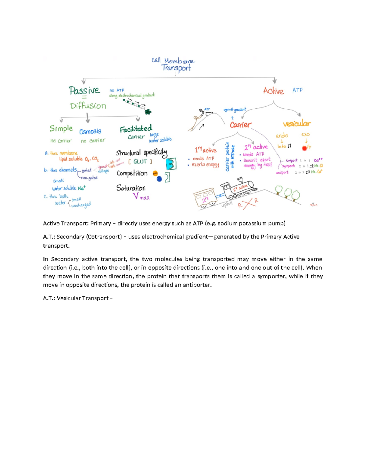 Histo lab notes - nbfv - Active Transport: Primary – directly uses ...