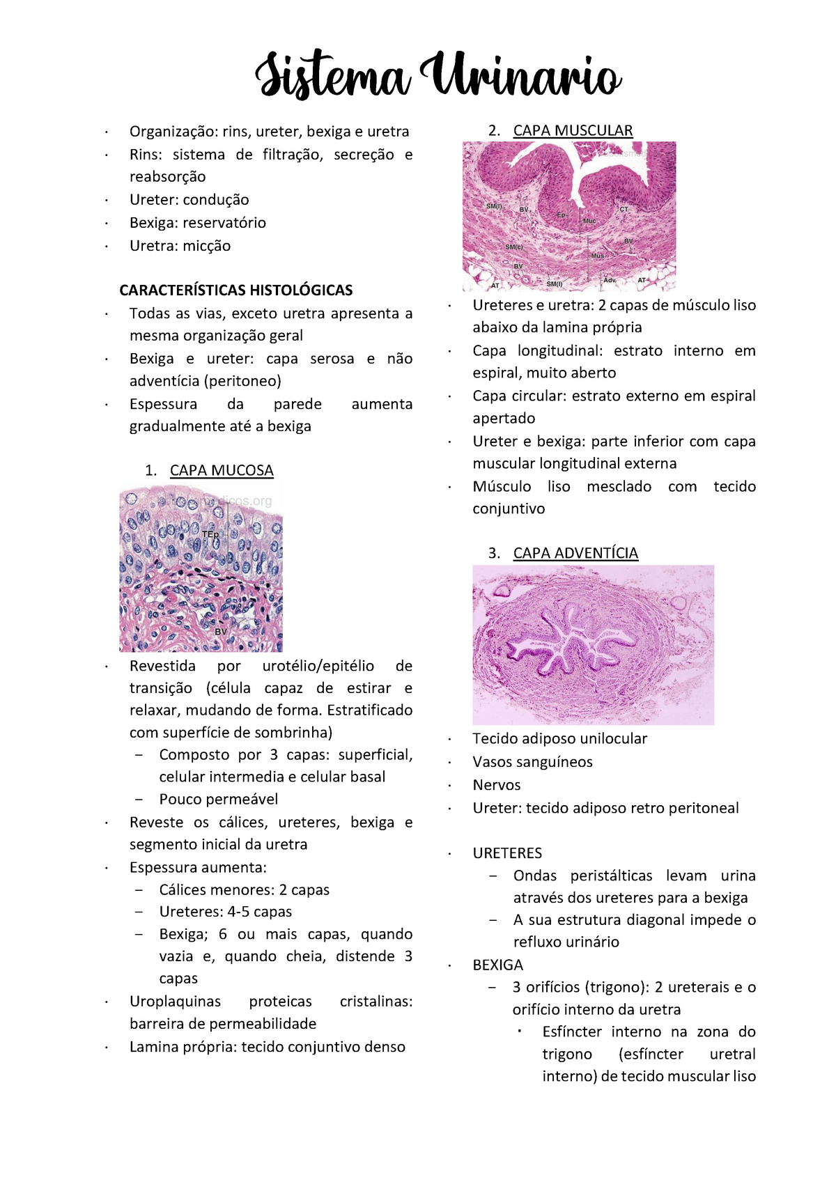 Sistema Urinário Histologia - Organização: Rins, Ureter, Bexiga E ...