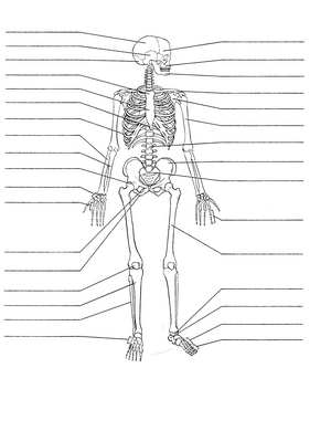 16. Muscular system diagrams - unlabelled - 11. Identify the lettered ...