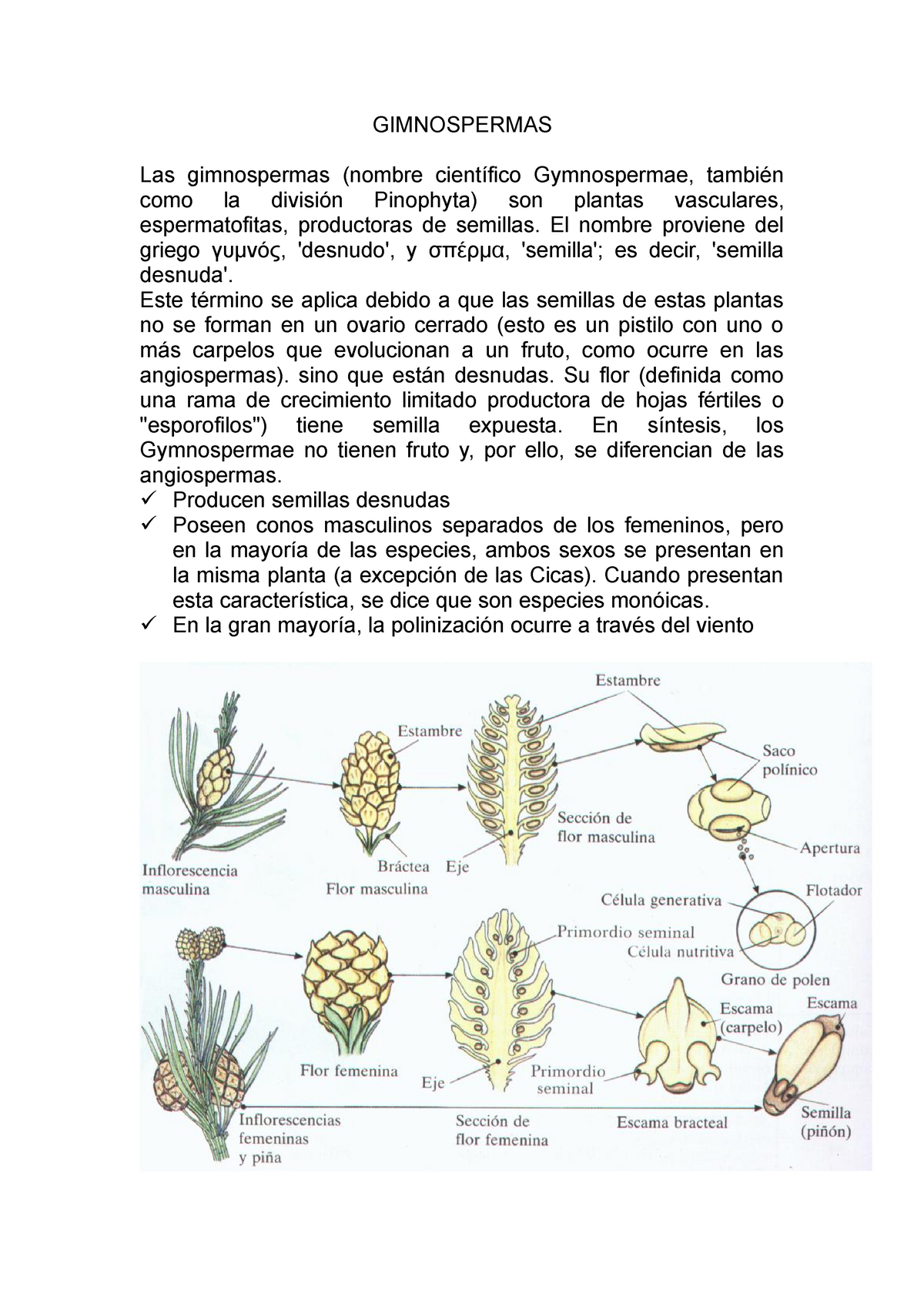 Gimnospermas Plantas Vasculares Gimnospermas Las Gimnospermas Nombre