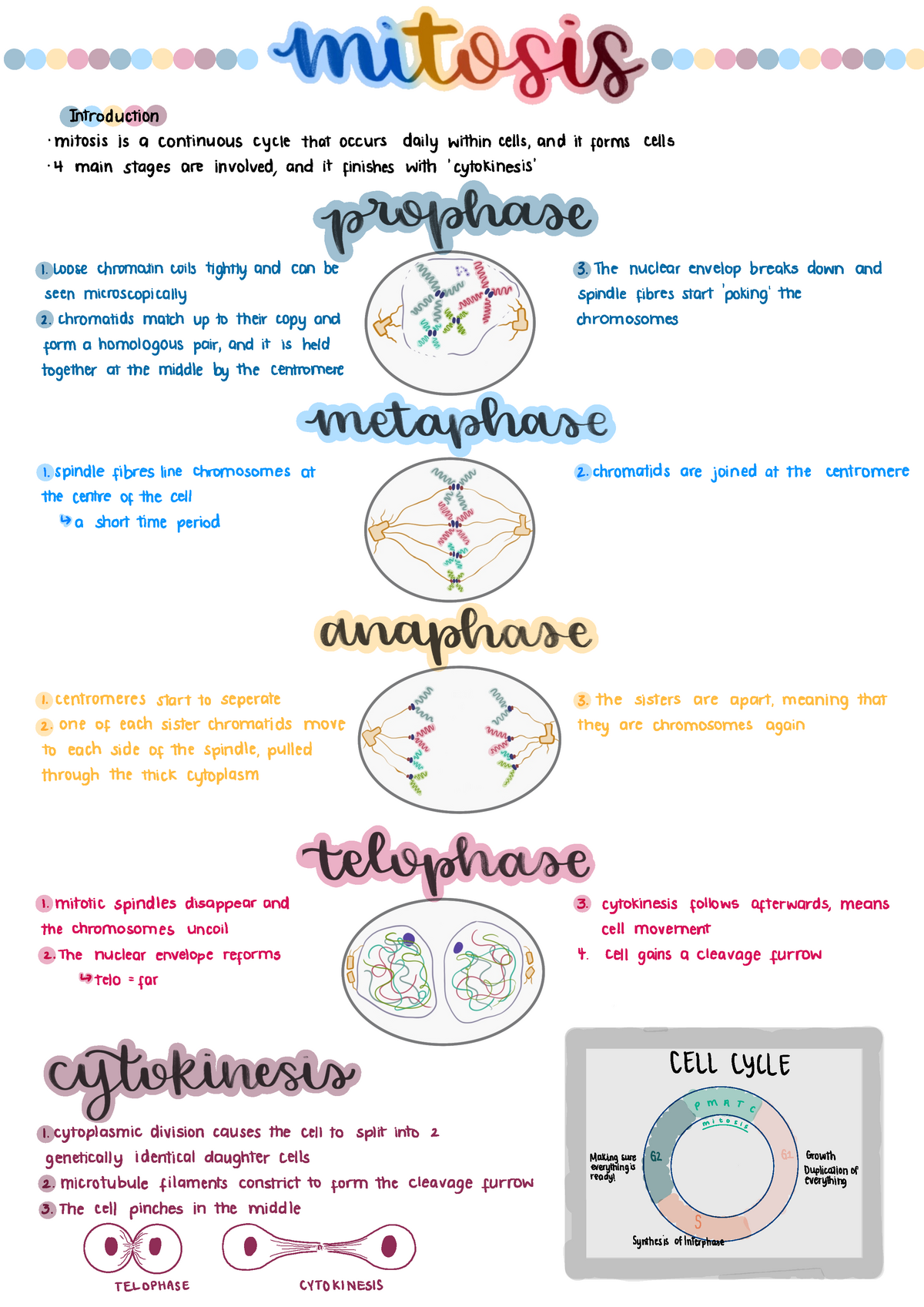 Mitosis - \ Introduction mitosis is a continuous cycle that occurs ...