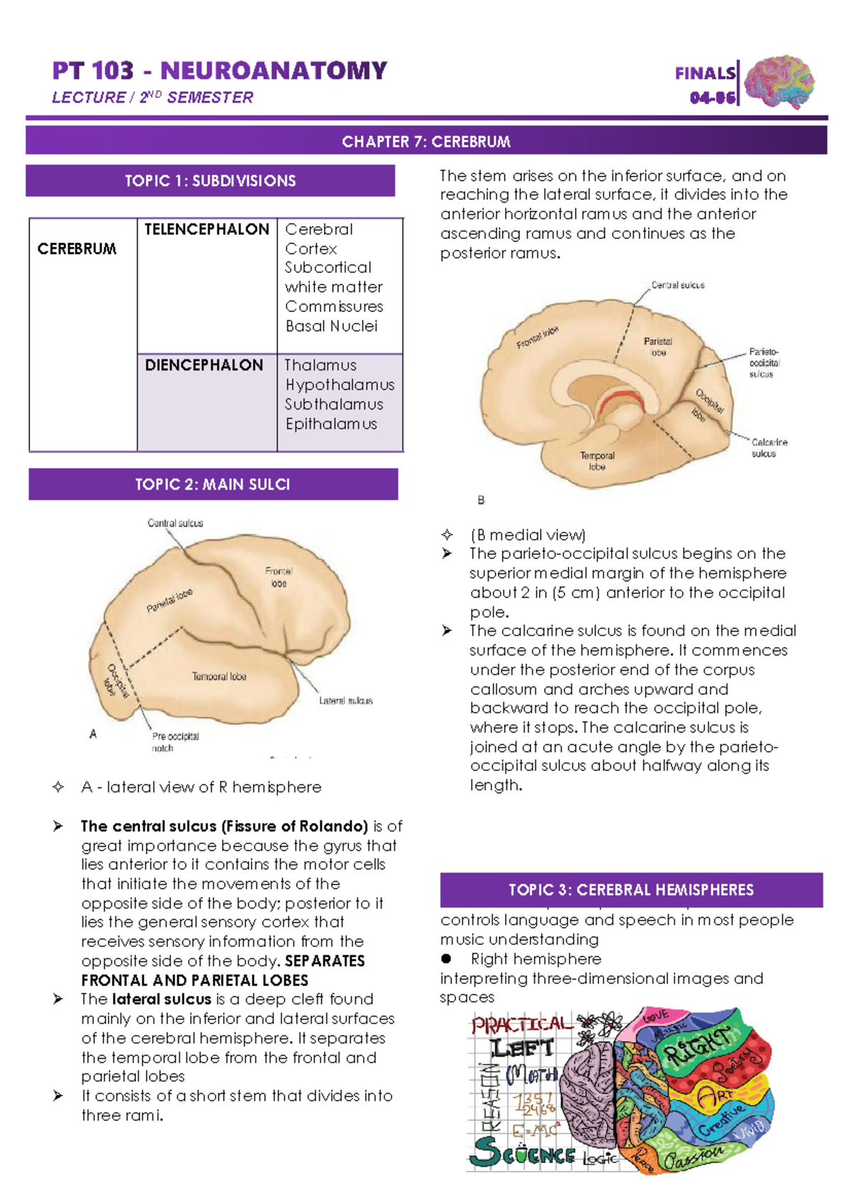 Cerebrum - …hajjj - A - lateral view of R hemisphere The central sulcus ...
