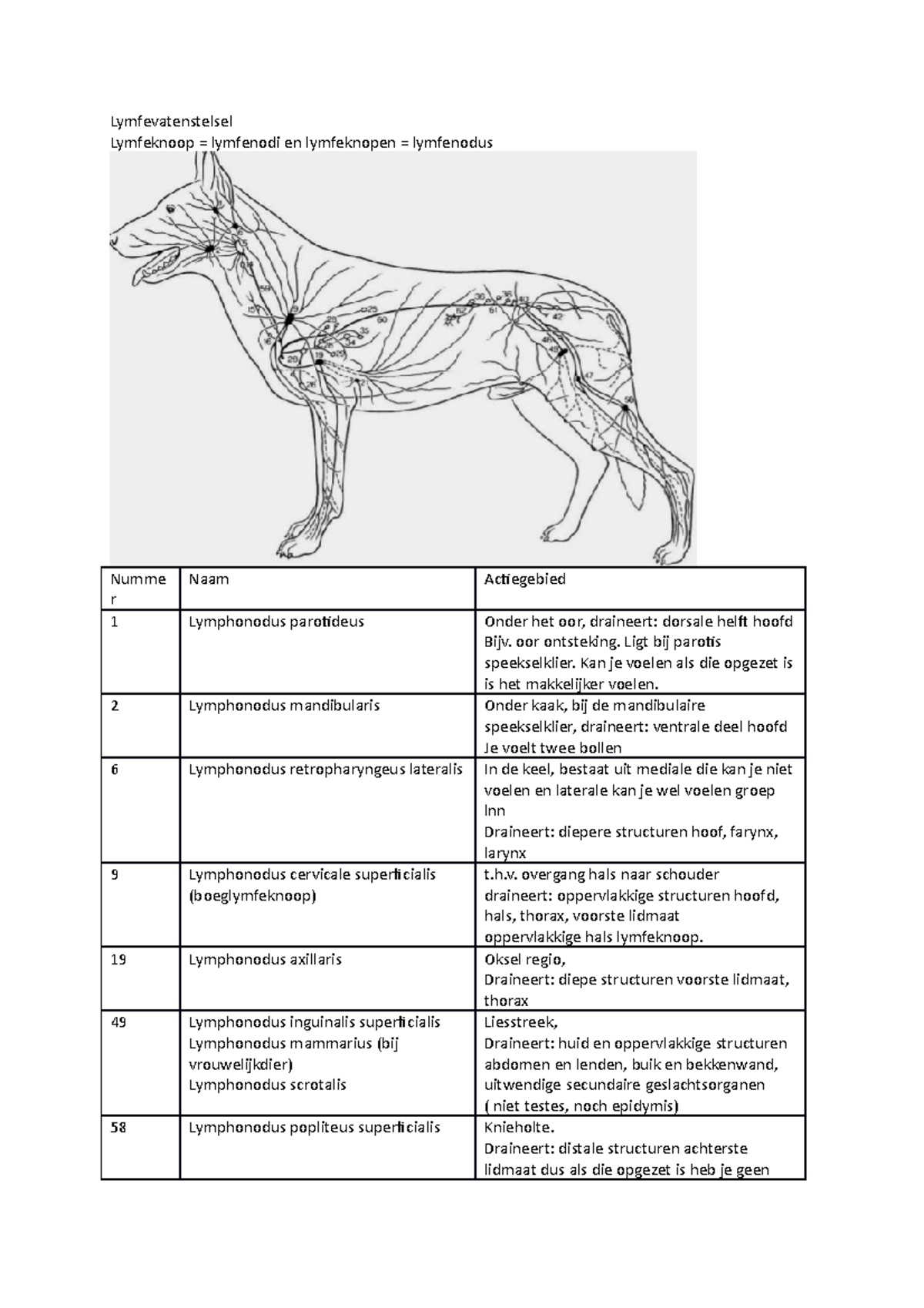 Lymfevatenstelsel orgaan anatomie pdf ingevuld - Lymfevatenstelsel ...