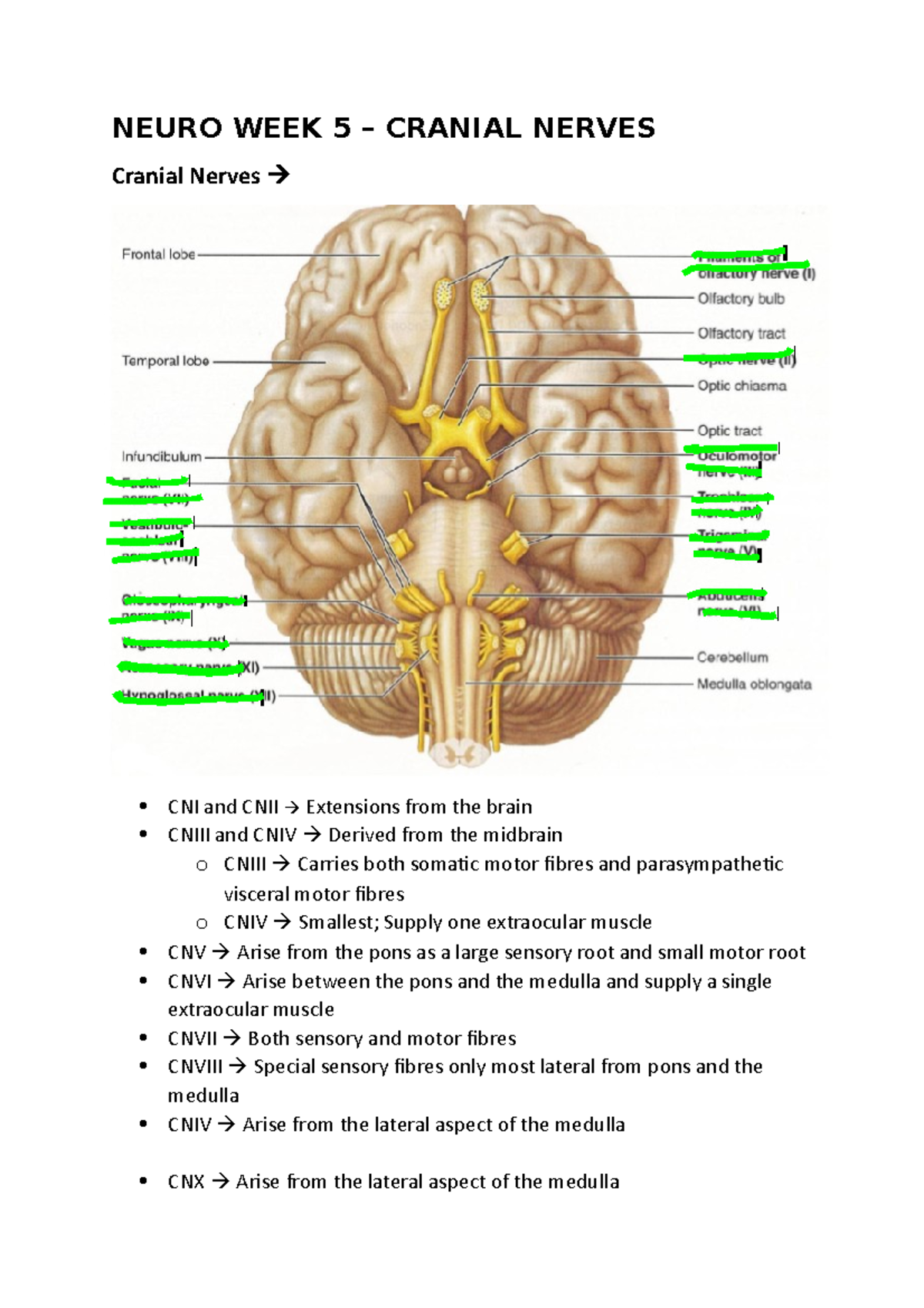 Neuro WEEK 5 - Lecture Notes - NEURO WEEK 5 – CRANIAL NERVES Cranial ...