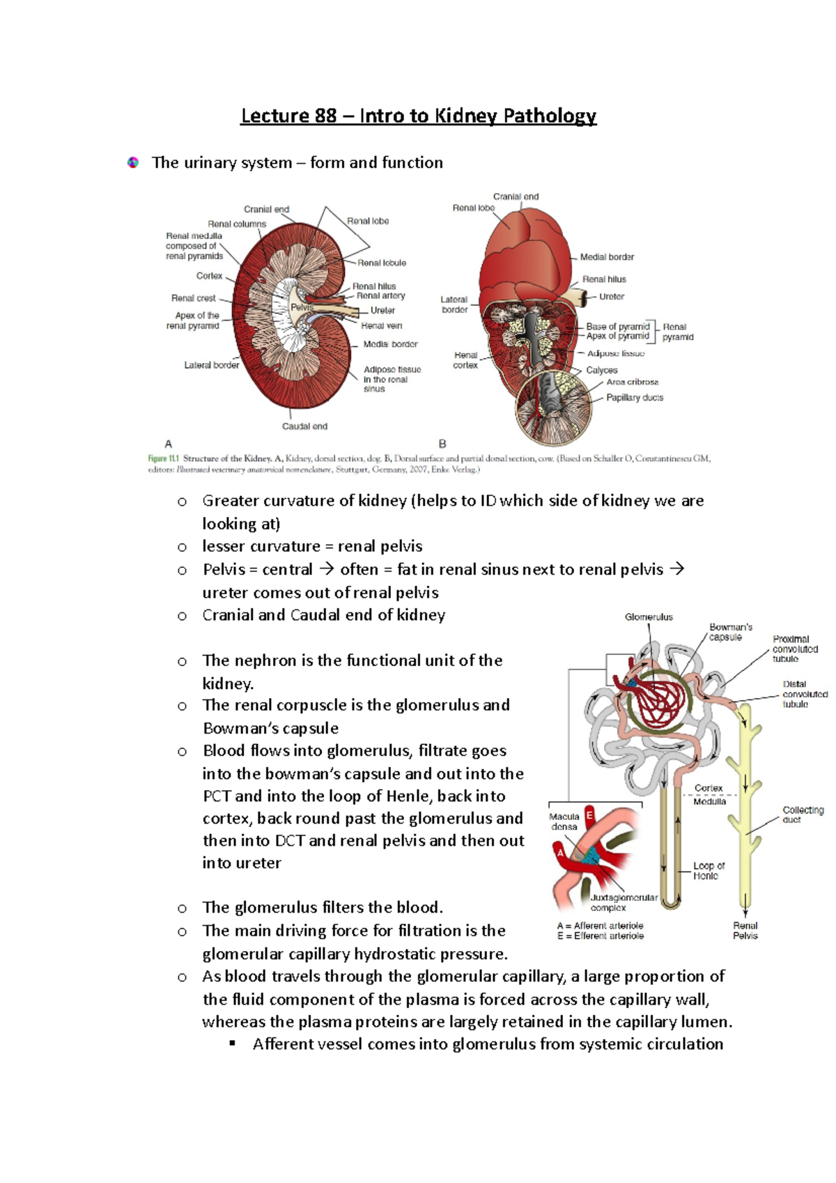 Lecture 88 – Intro to Kidney Pathology - Lecture 88 – Intro to Kidney ...