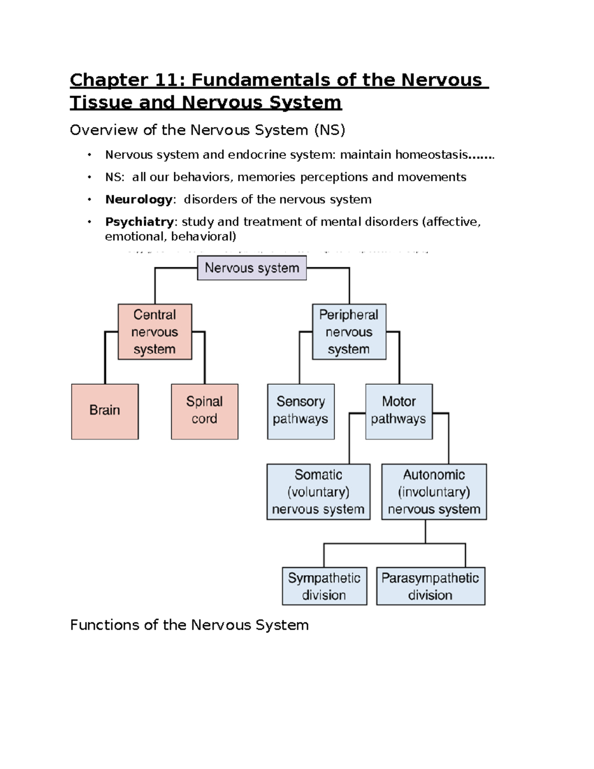 Chapter 11 - the nervous system Professor Sylvia Rabacchi - Chapter 11 ...