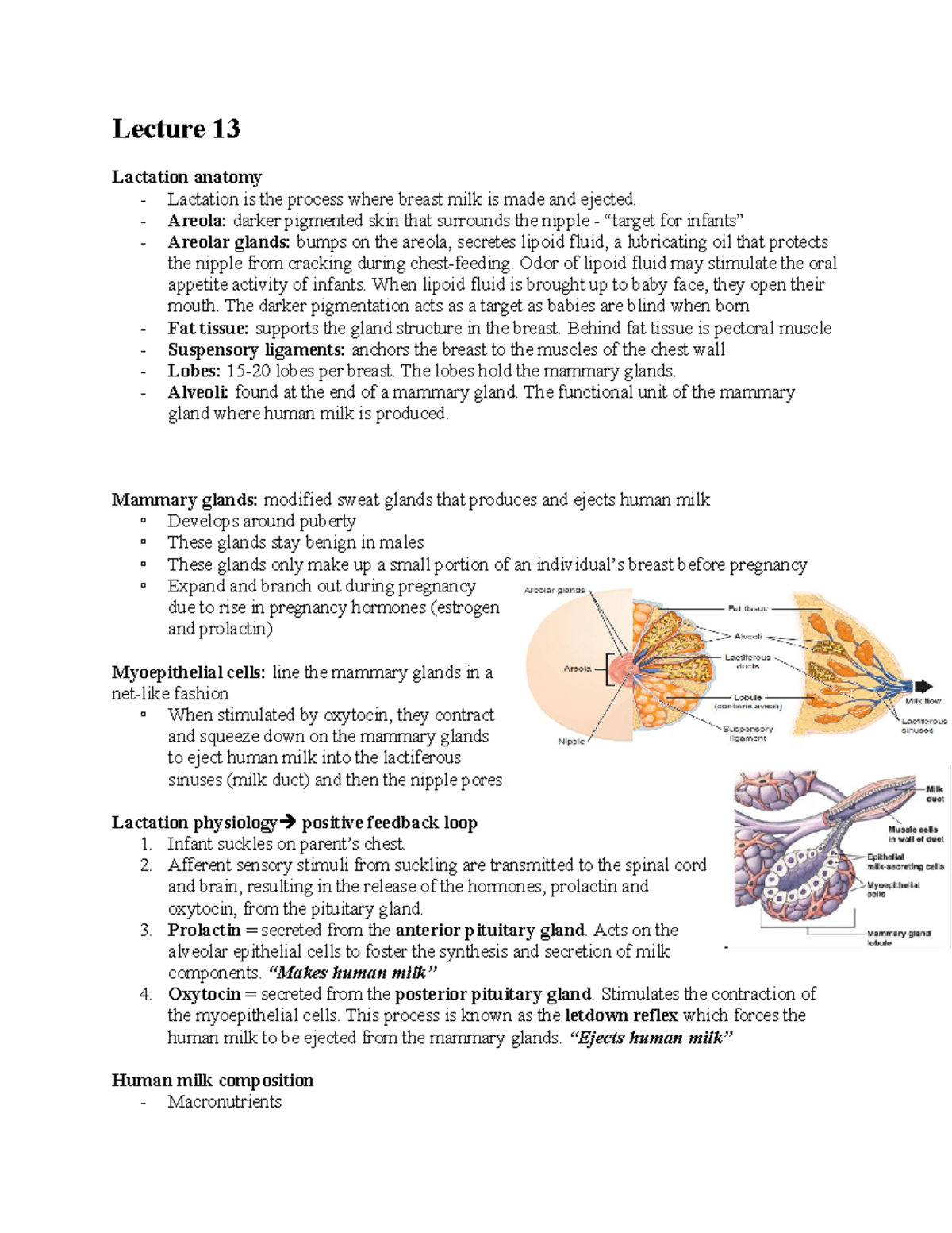 Lecture 13 course notes - Lecture 13 Lactation anatomy - Lactation is ...