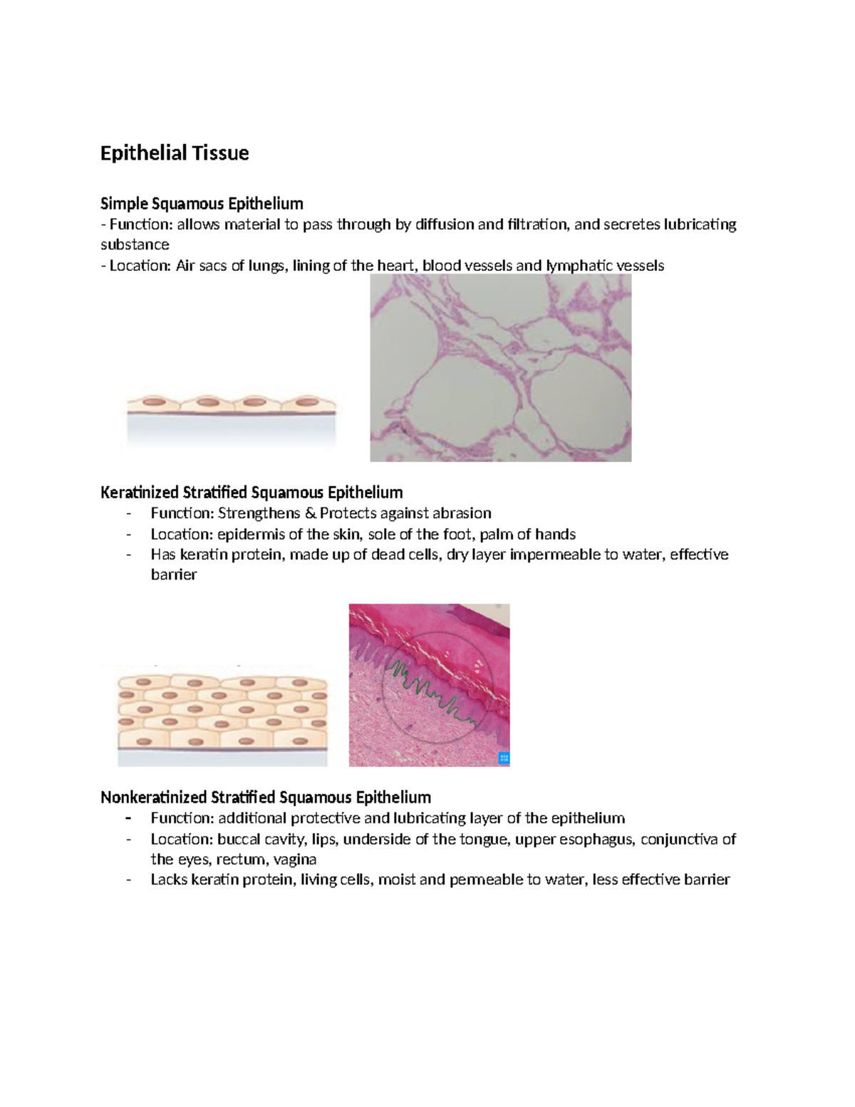 Module 1-4 Drawing - Histology - Epithelial Tissue Simple Squamous ...