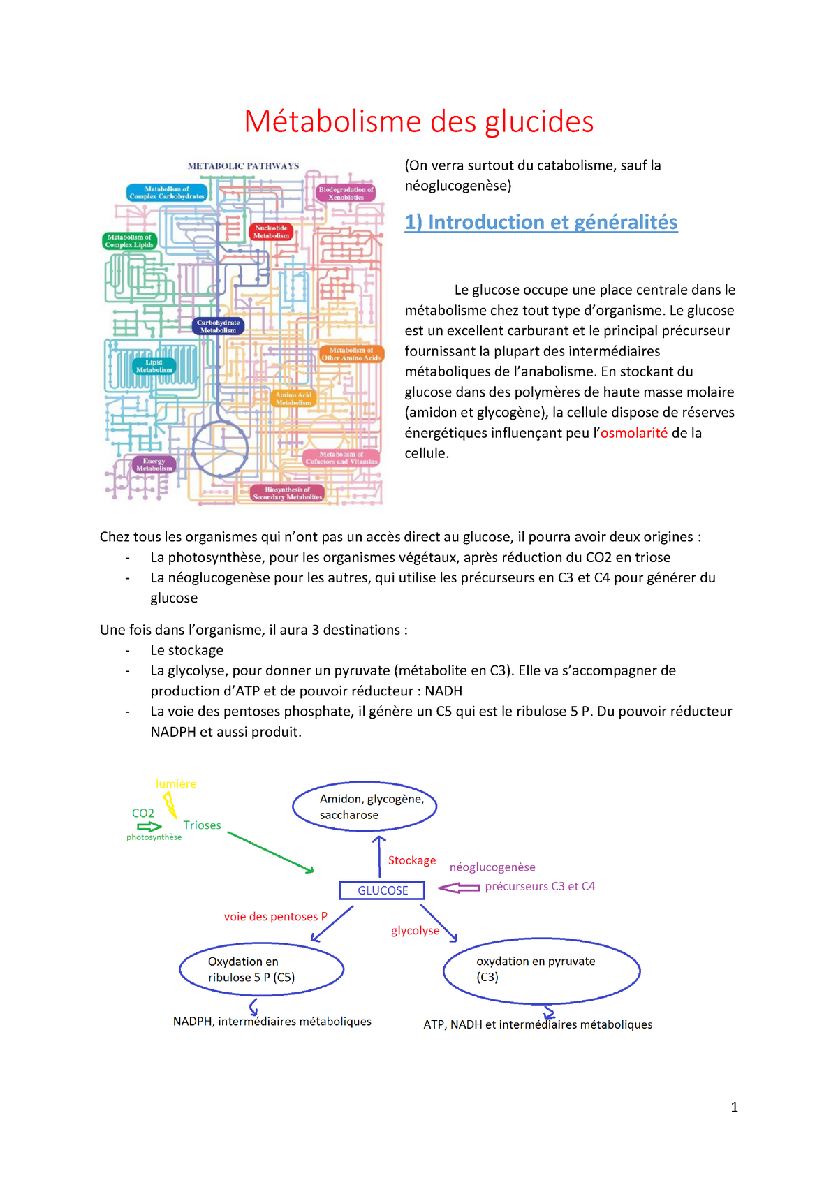 2- Métabolisme Des Glucides - Métabolisme Des Glucides (On Verra ...