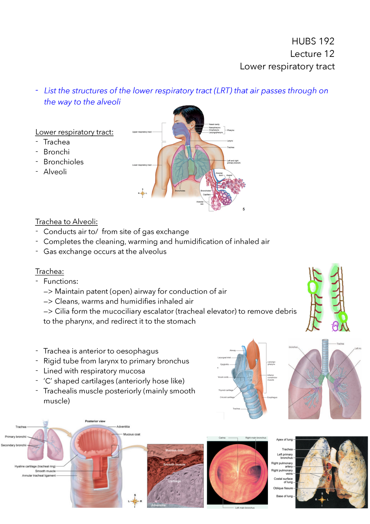 Lecture 12 Lower Respiratory Tract Hubs 192 Lecture 12 Lower