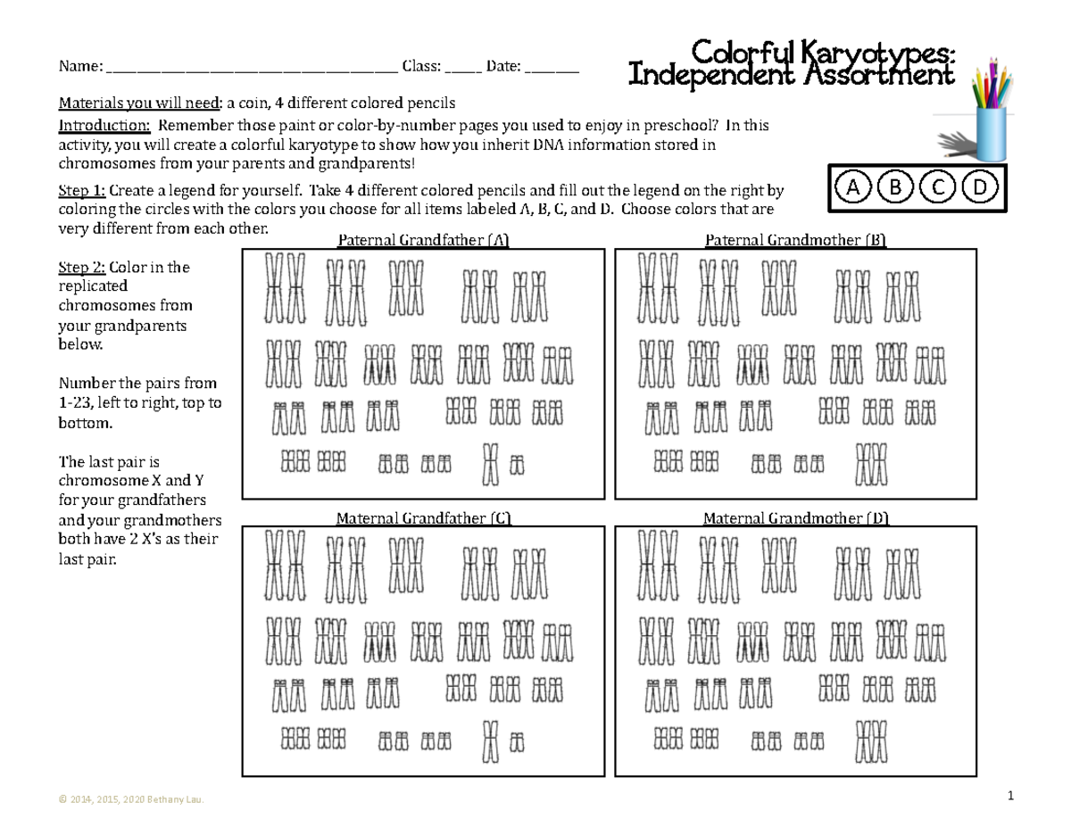 Karyotype Printable Activity S Introduction Remember Those Paint Or