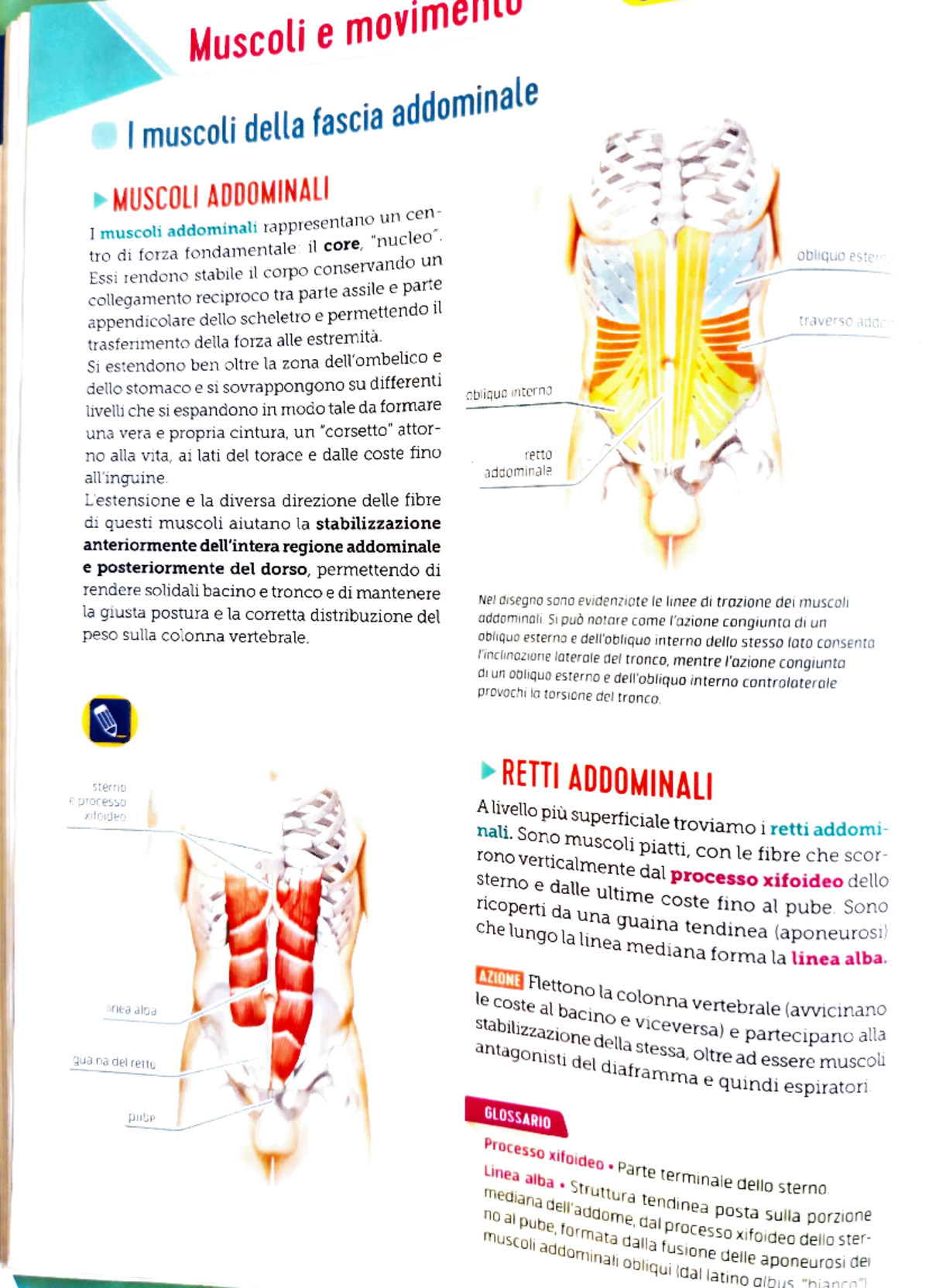 Muscoli Addominali - Muscoli e movimelU Imuscoli della fascia ...