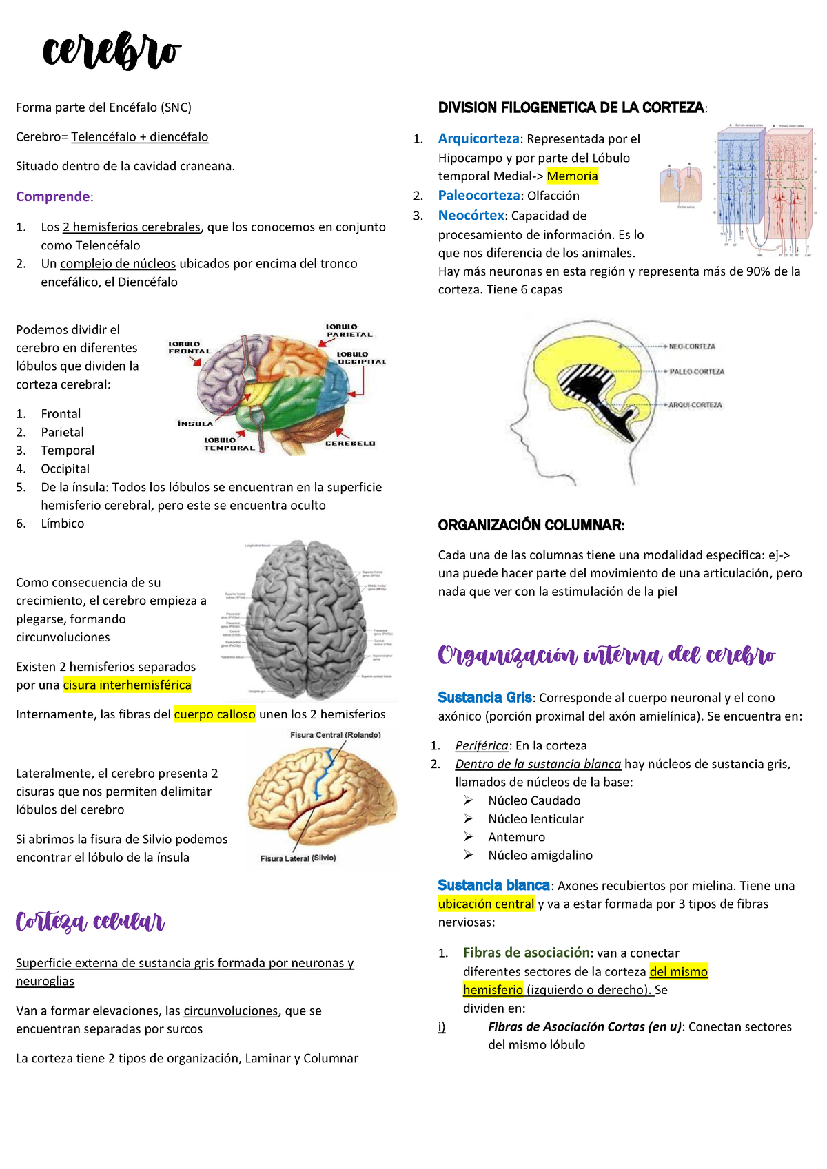 Cerebro - ;,... - Cerebro Forma Parte Del EncÈfalo (SNC) Cerebro ...