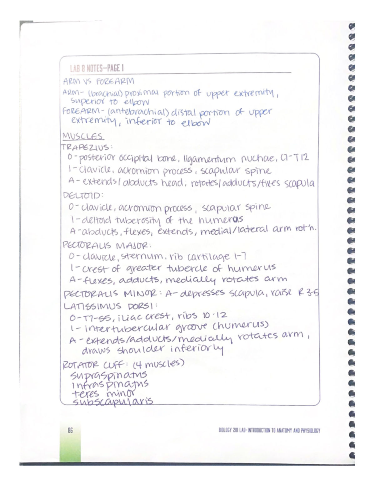 Lab 8 notes and drawings - BIO 201L - Studocu