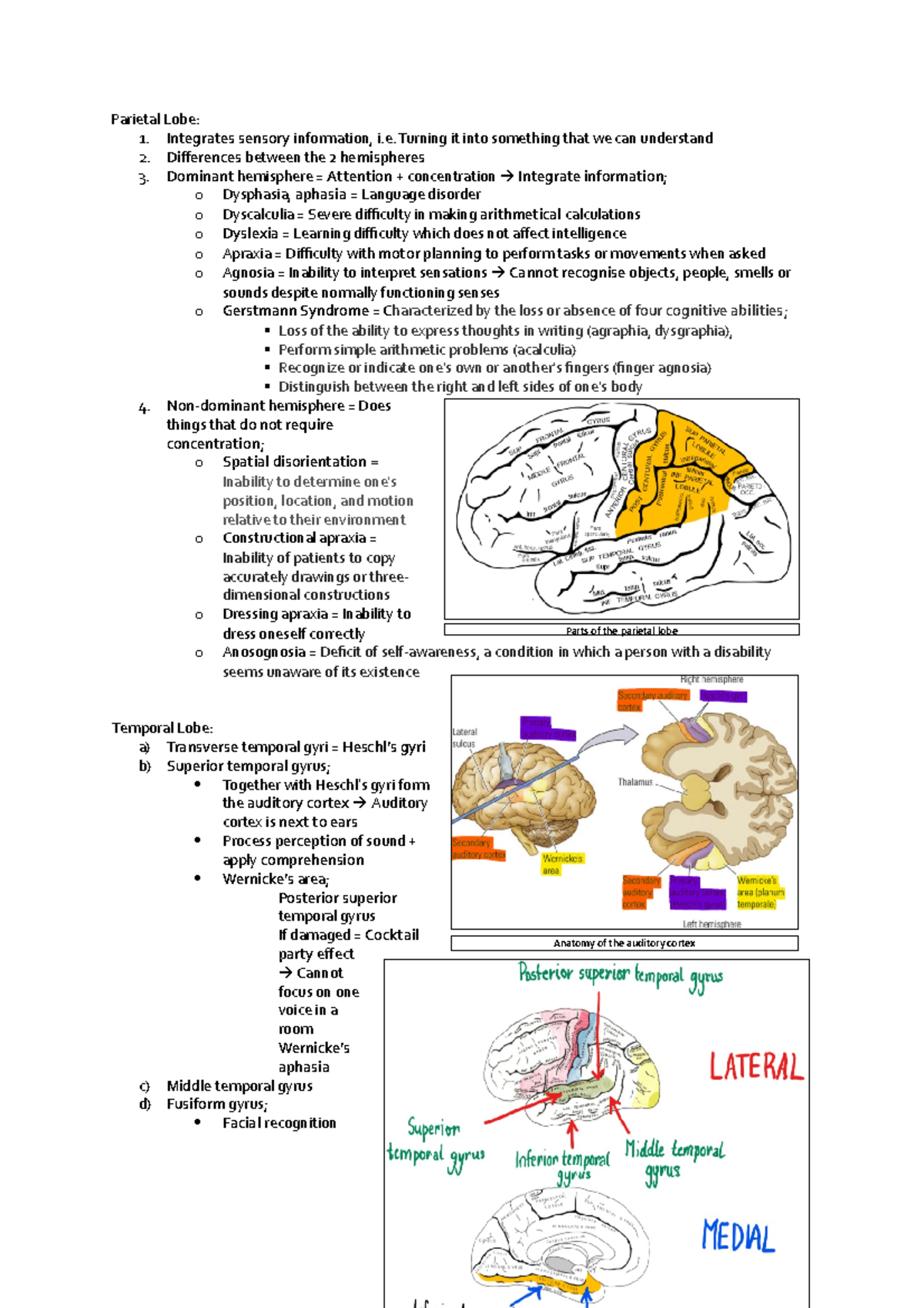 Parietal Lobe - Parietal Lobe: 1. Integrates sensory information, i ...