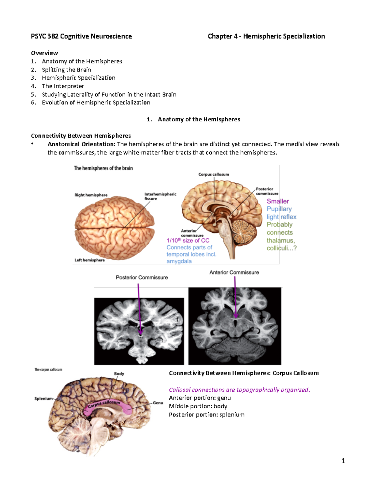 Chapter 4 Notes - Cognitive Neuroscience - PSYC 382 Cognitive ...