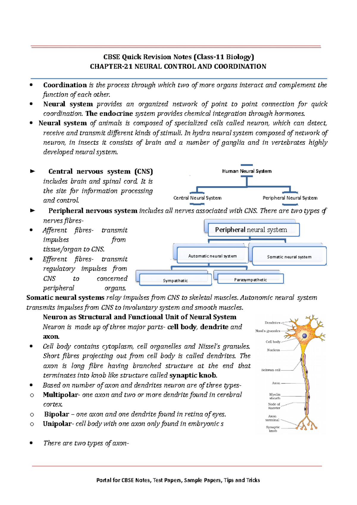 11 Biology Notes Ch21 Neural Control And Coordination - CBSE Quick ...