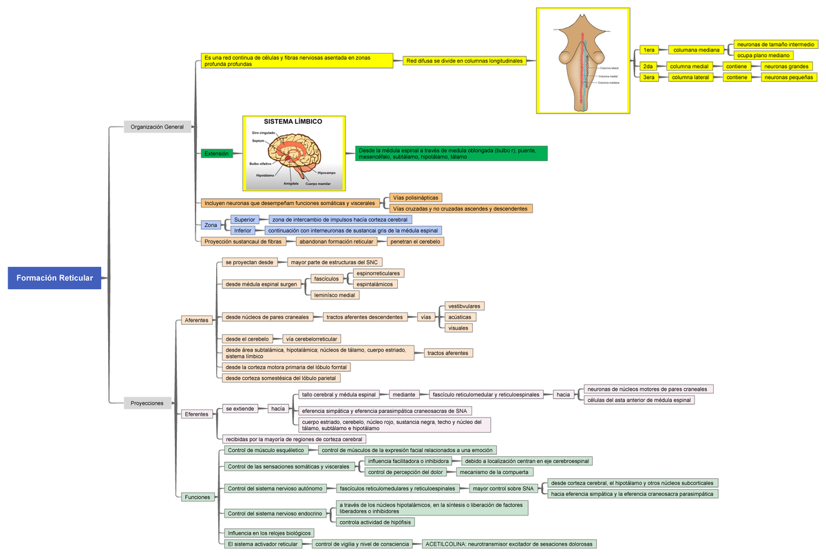 Formación Reticular - Resumen Neuroanatomía - Formación Reticular ...