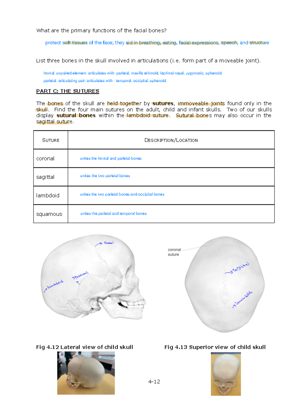 LAB 4 - Axial Skeleton 3 - Lab 4 - Answer Key - 4- What Are The Primary ...