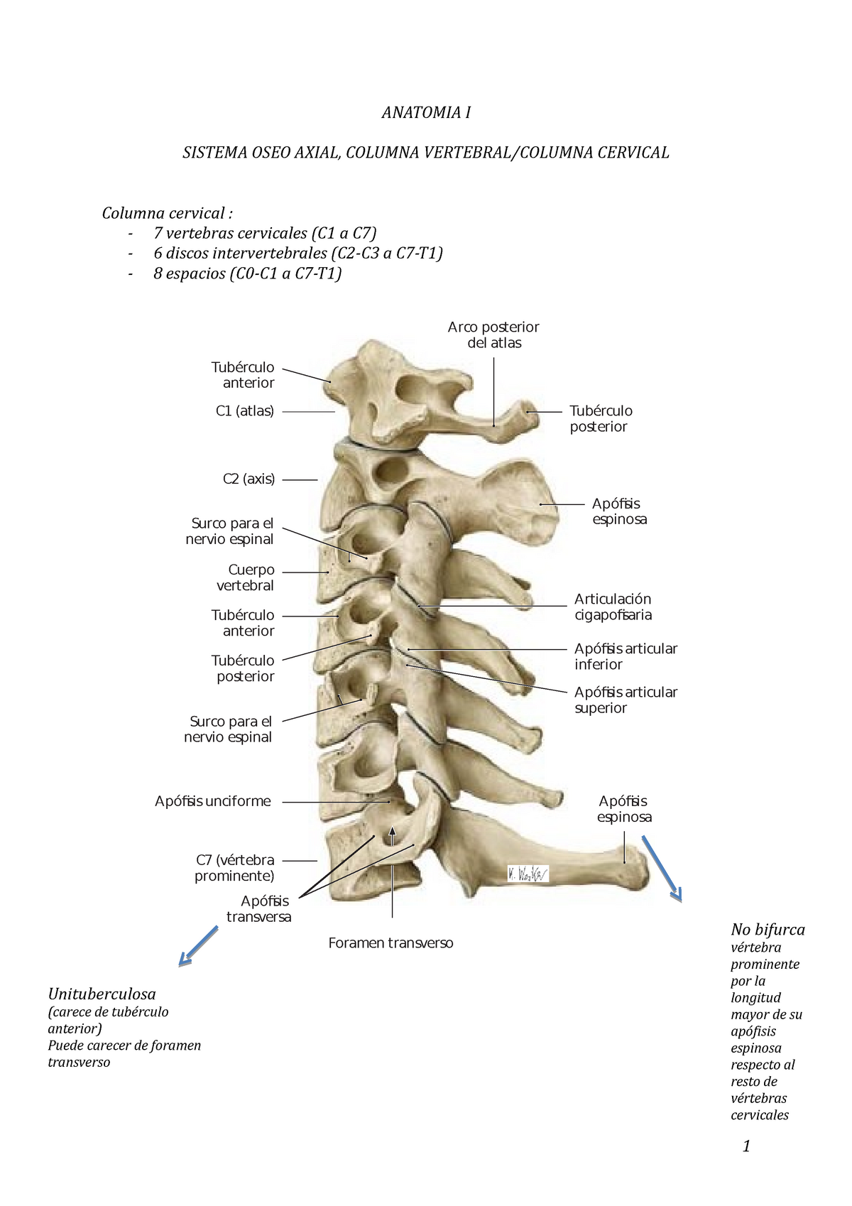 Columna cervical - ANATOMIA I SISTEMA OSEO AXIAL, COLUMNA VERTEBRAL ...