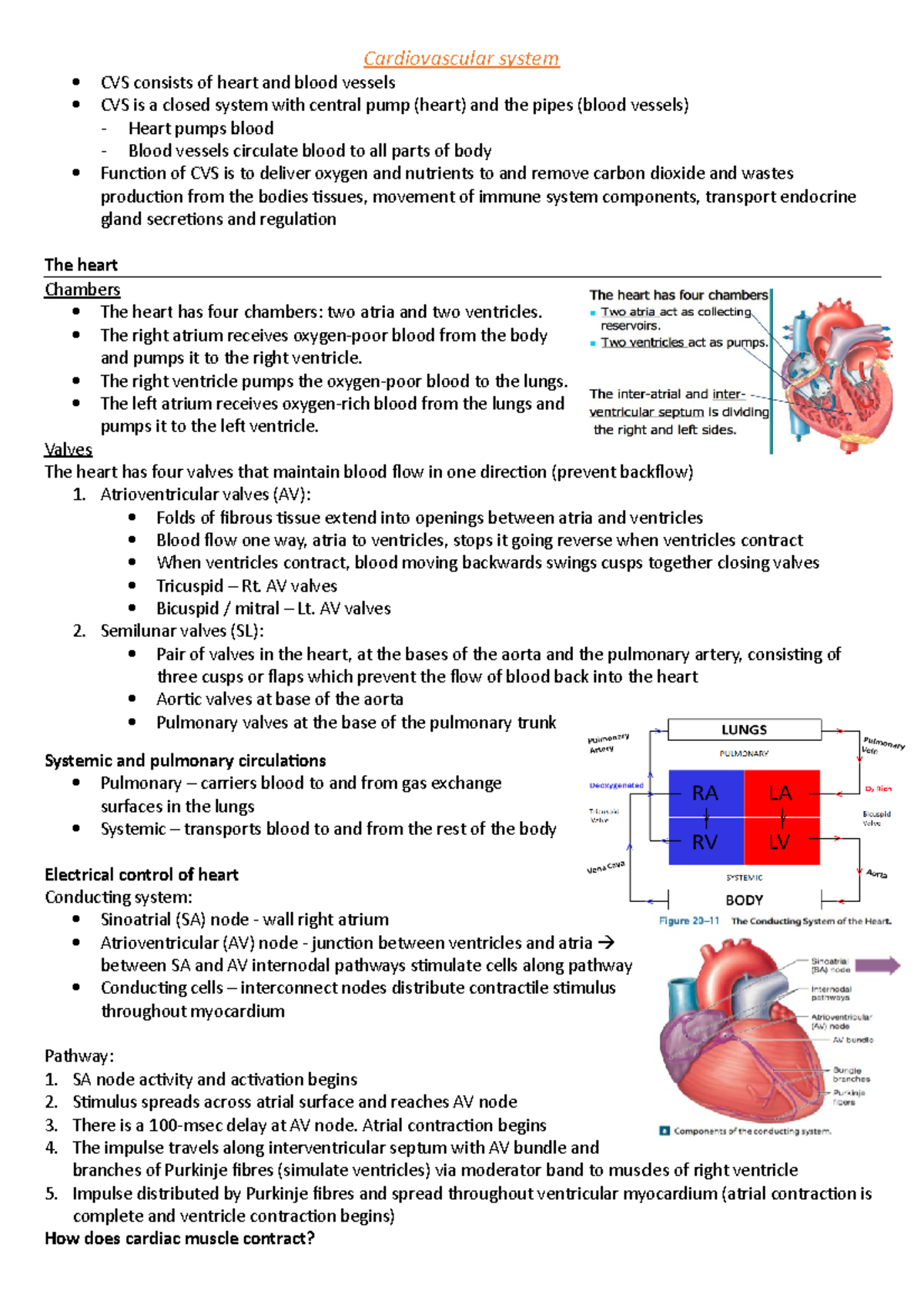 Cardiovascular-system - Cardiovascular system CVS consists of heart and ...