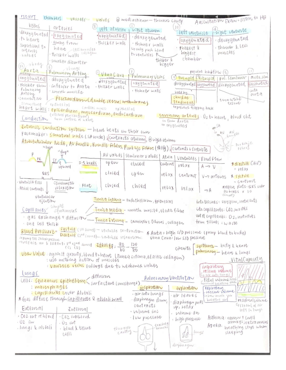 Cardiovascular system - BIOL_SCI 313-CN - Studocu