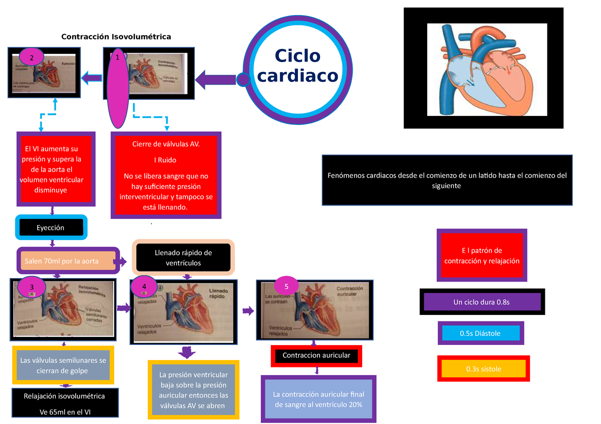 MAPA Conceptual DEL Ciclo Cardiaco 22222222222 - Ciclo cardiaco Contracción  Isovolumétrica . 2 1 3 4 - Studocu