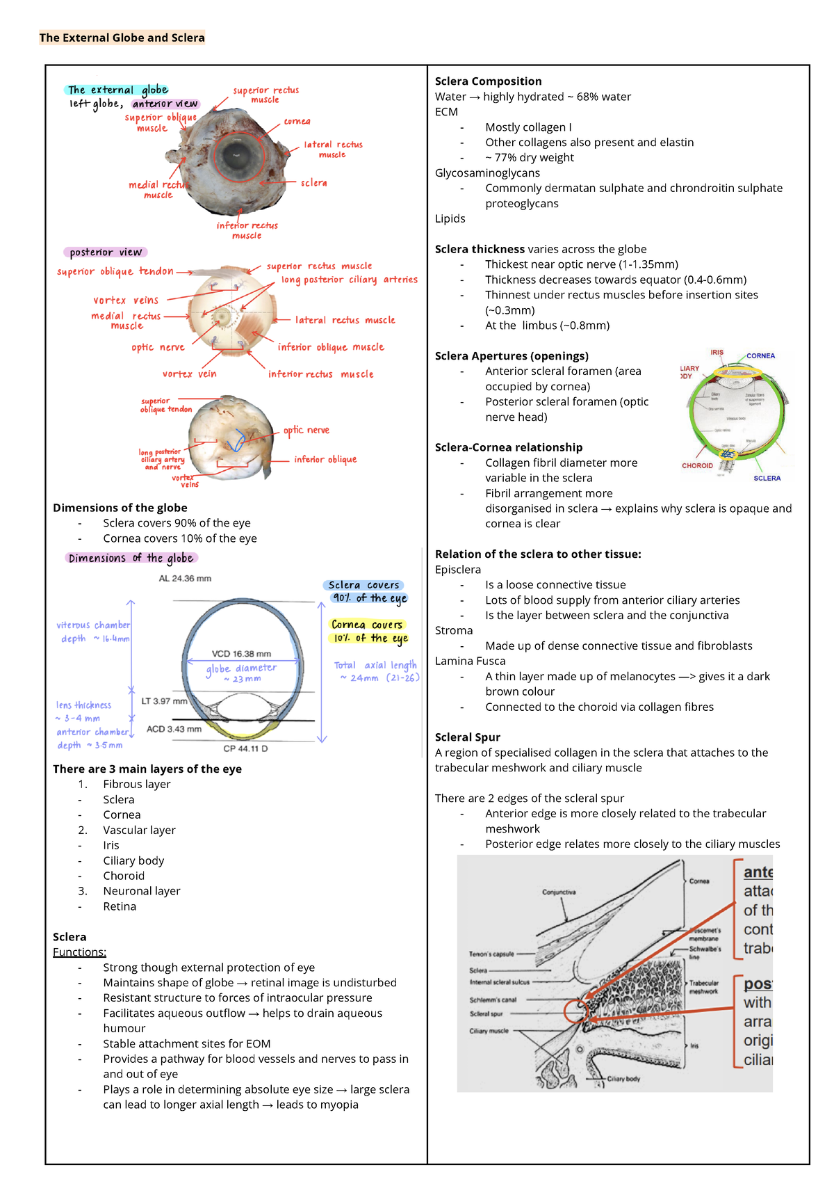 VISN2111 Week 2 Notes - The External Globe and Sclera Dimensions of the ...