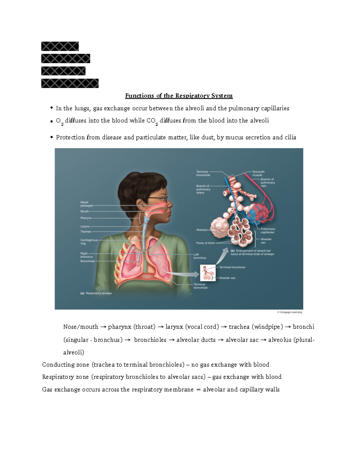 Day 8 Notes - Bio 213 - Functions of the Respiratory System • In the ...