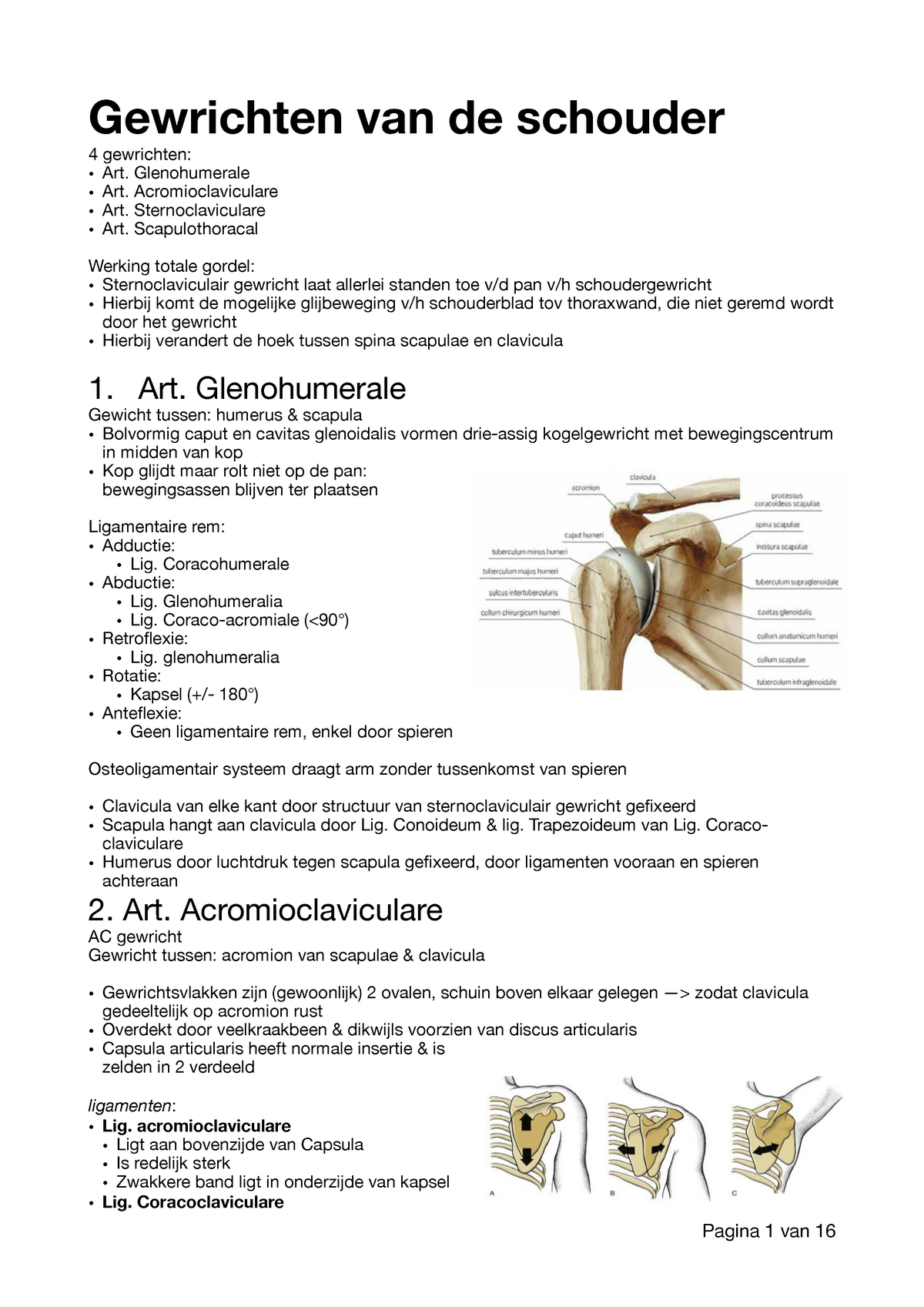 Schouder Gewrichten Ligamenten Spieren Gewrichten Van De Schouder