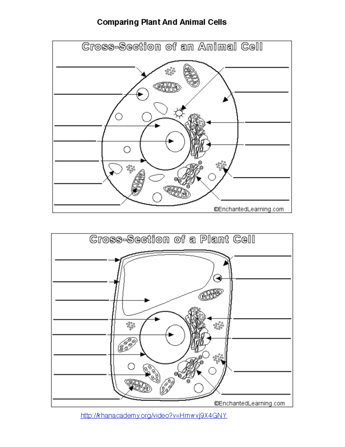plant-animal-cell-diagrams-comparing-plant-and-animal-cells