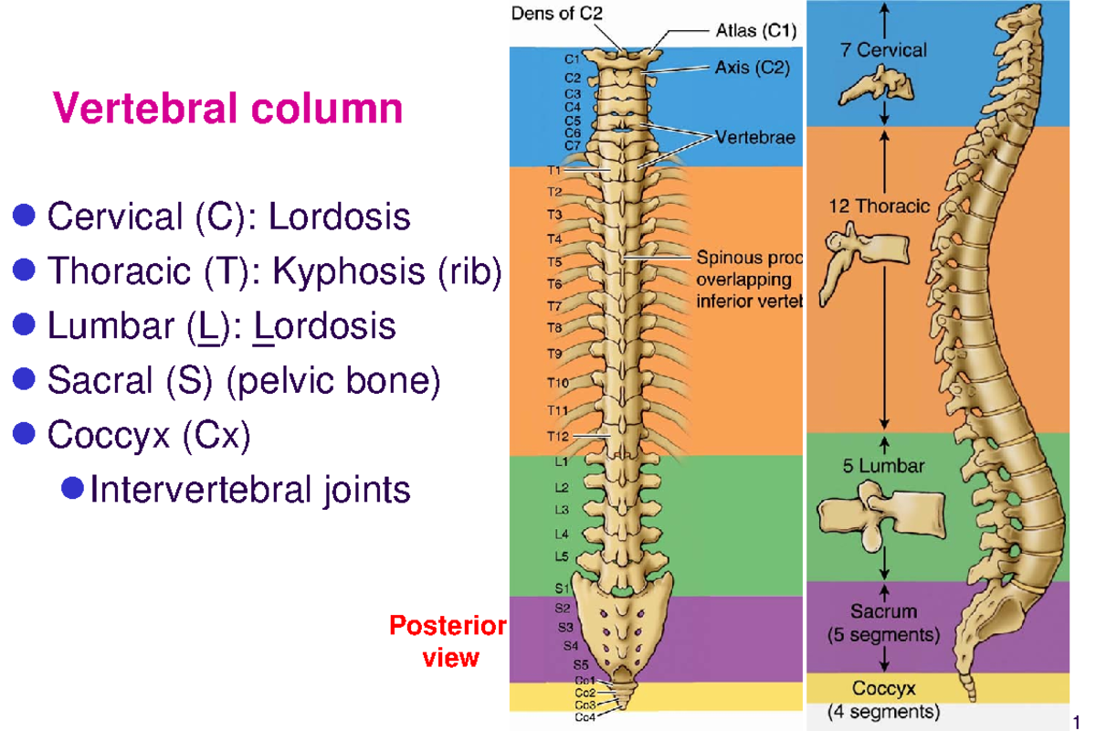 Bone Vertebrae - Vertebral column Cervical (C): Lordosis Thoracic (T ...