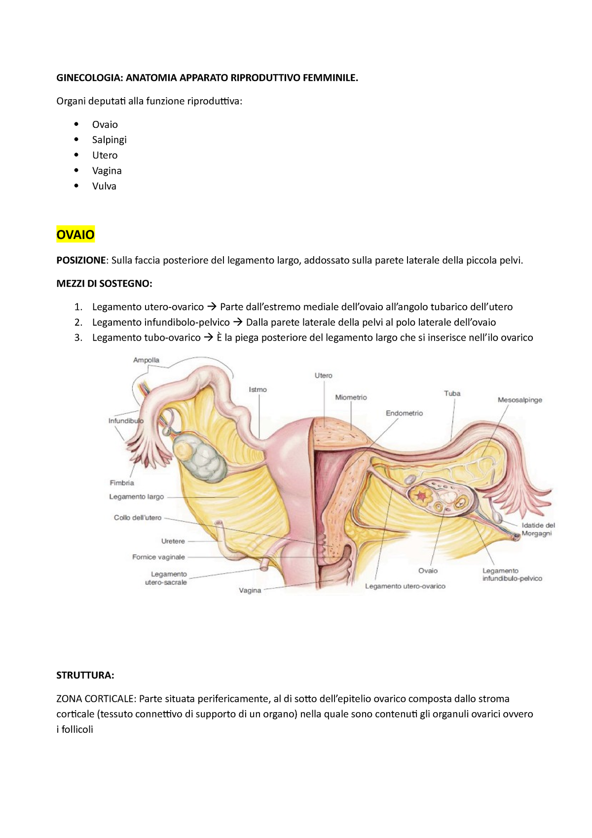 Anatomia Apparato Riproduttivo Femminile Ginecologia Anatomia Apparato Riproduttivo Femminile 1981