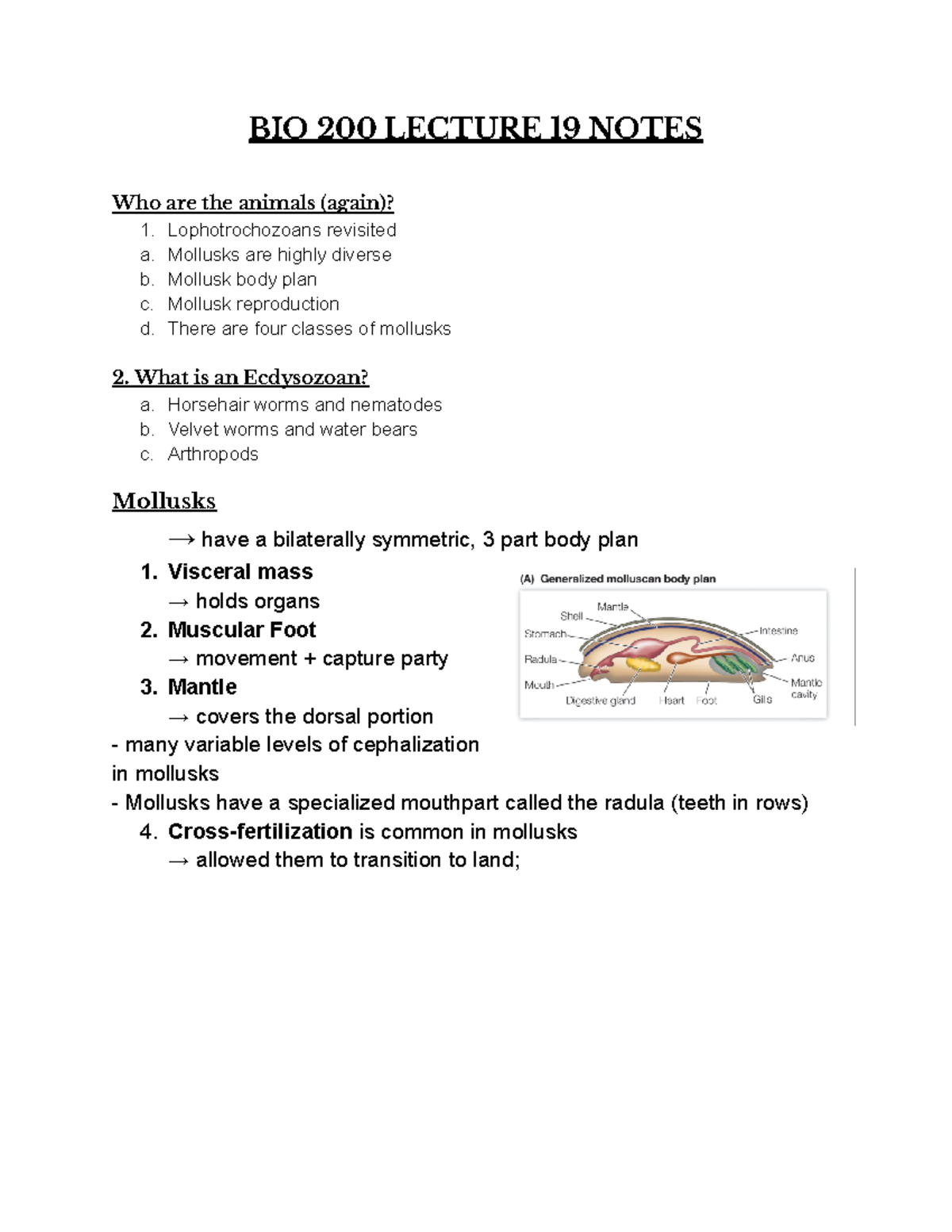 BIO 200 Lecture 19 Notes - BIO 200 LECTURE 19 NOTES Who are the animals ...