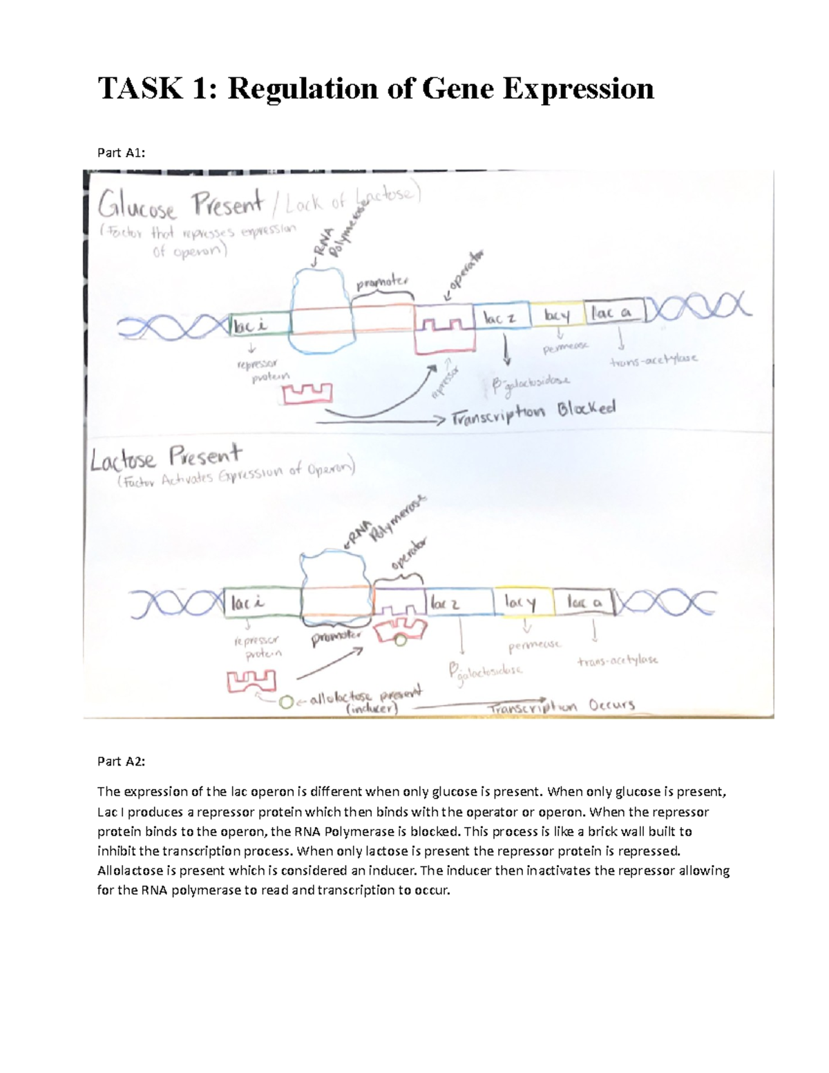 Task 1 Gene Reg - Heredity and Gentetics - TASK 1: Regulation of Gene ...