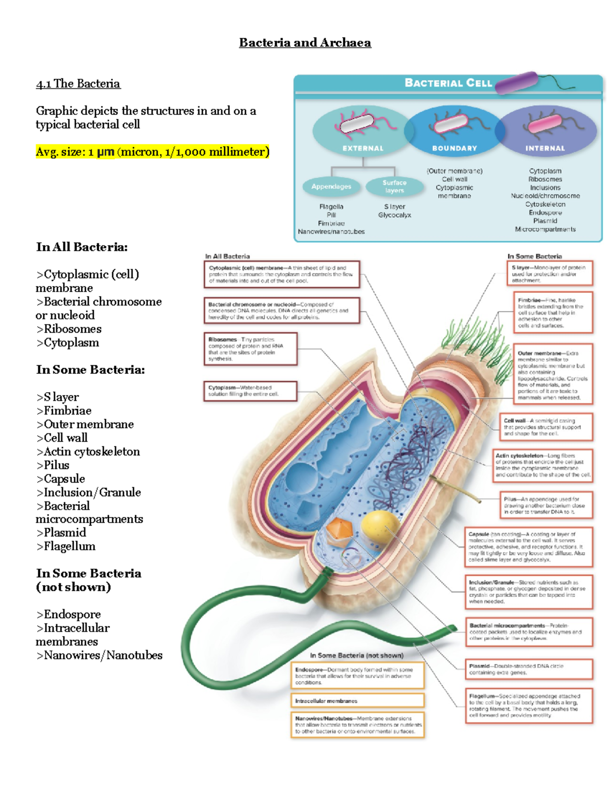 Ch4 Outline - Chapter 4 - Bacteria and Archaea 4 The Bacteria Graphic ...