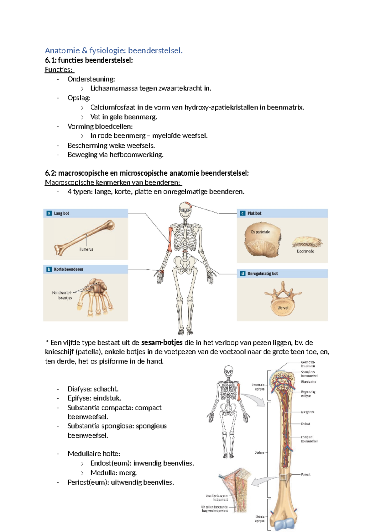 Het Beenderstelsel - Samenvatting Anatomie En Fysiologie 1 - Anatomie ...