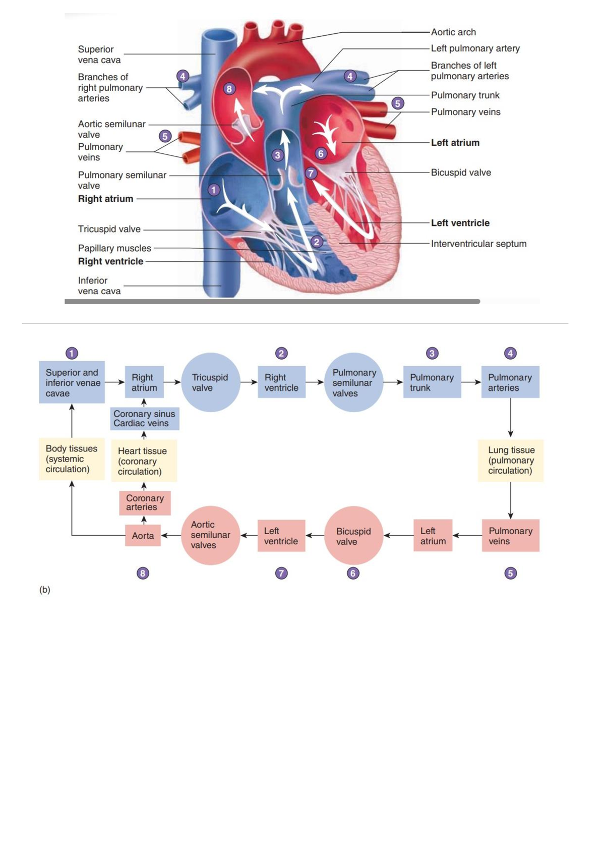 Heart 2 - Deoxygenated blood enters to the SUPERIOR AND INFERIOR VENA ...