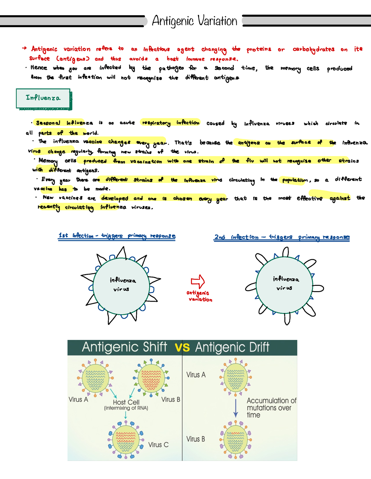 Antigenic Variation Notes - Antigenic Variation → Antigenic Variation ...