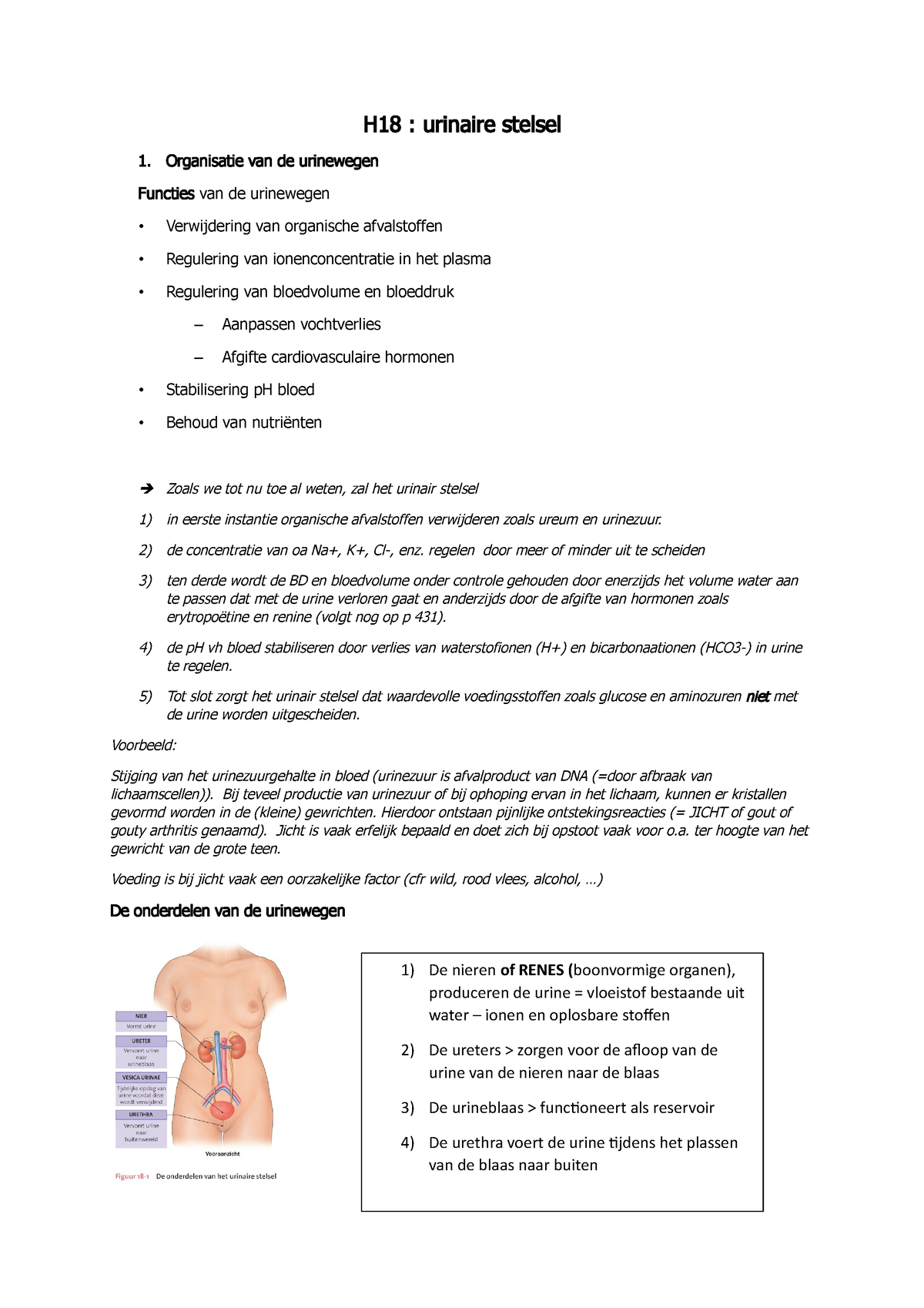 H18 Urinaire Stelsel Samenvatting Ivm Cursus En Les Van Meneer