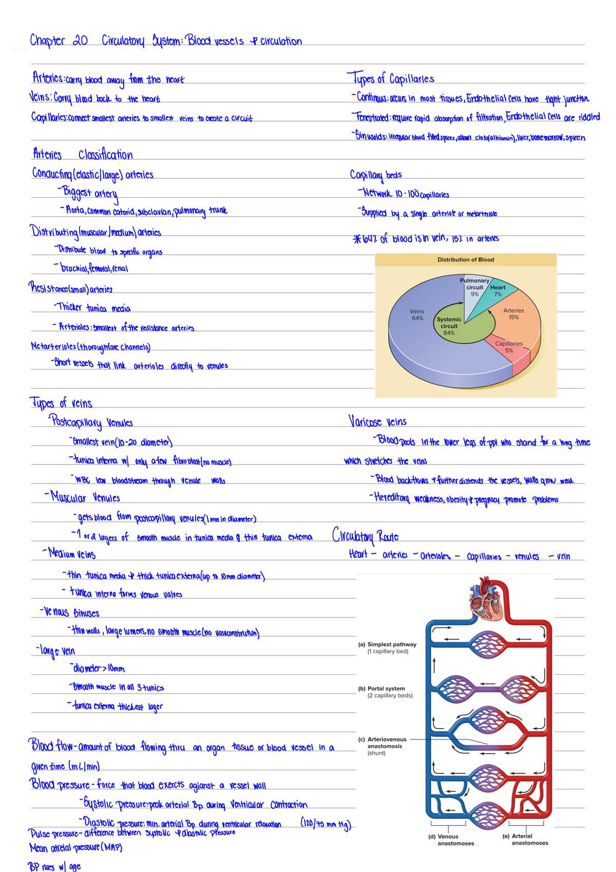 Chapter 20 - Circulatory System: Blood Vessels And Curculation - BIOL ...