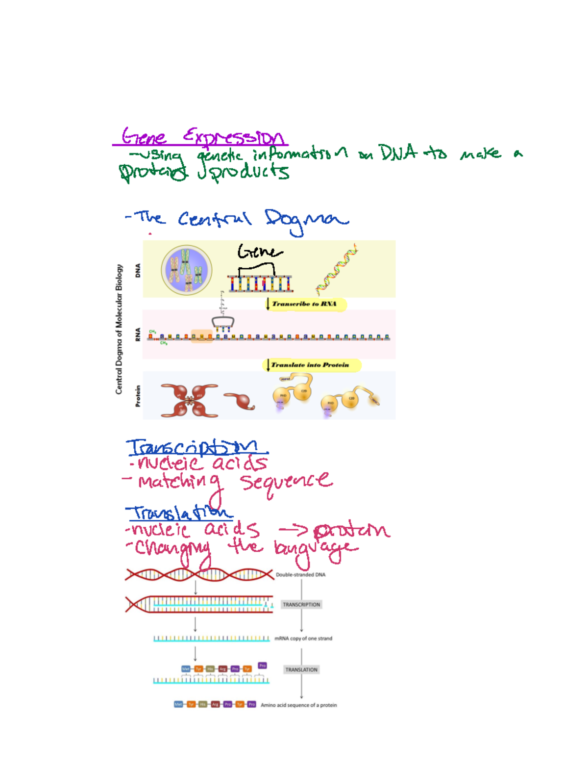 Genome expression - Notes from Dr. Gwen Strand - Gene Expression using ...