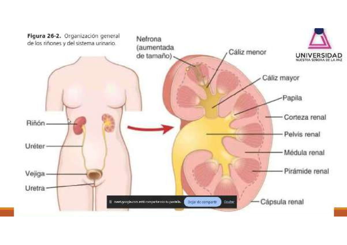Anato fisio renal - 01-08-2024 - Figura Organización general Netrona de ...