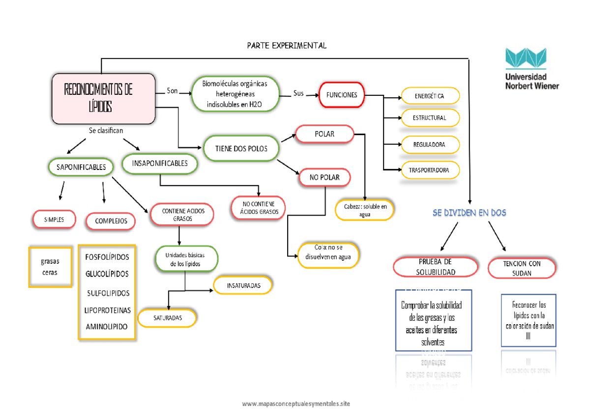 Doc Mapa Conceptual De Lipidos Farmacia Y Bioqu Mica Studocu