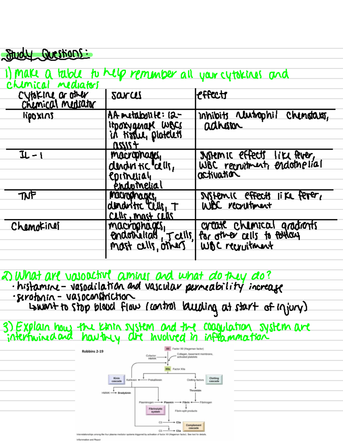 BLD 204 SS19 4 - Learning Objective Study Material - Study Questions ...