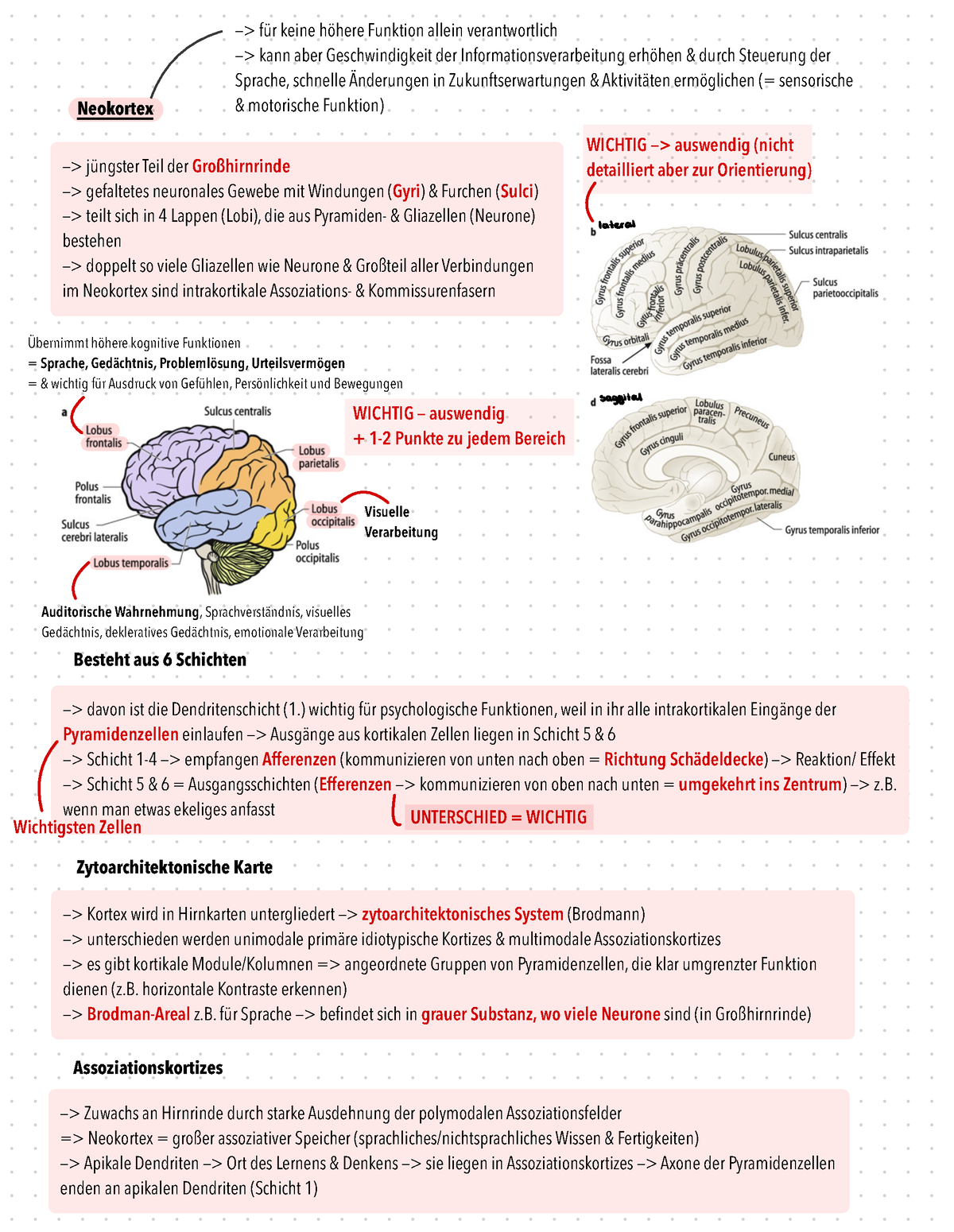 3 Anatomie 6 - Wintersemester - Biologische Psychologie - —> Jüngster ...