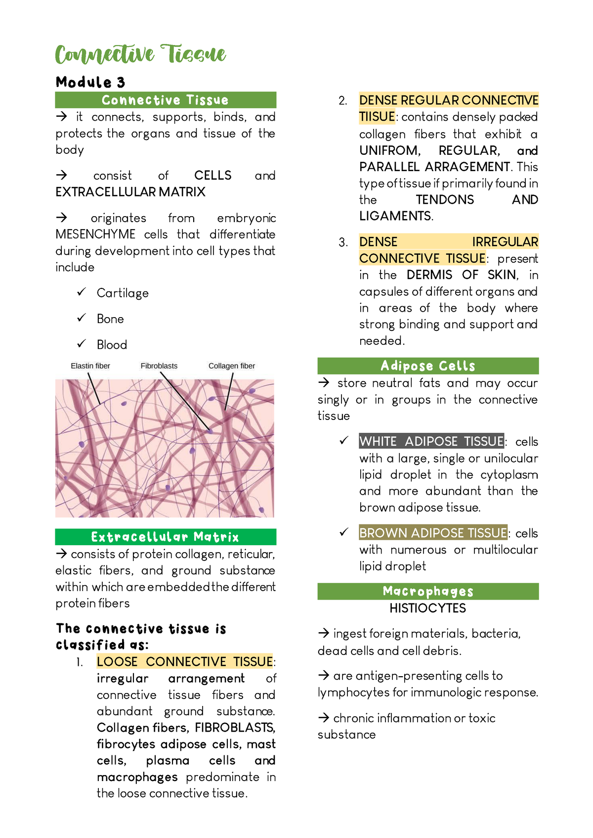 Connective Tissue - HISTO 1 - Connective Tissue Module 3 Connective ...