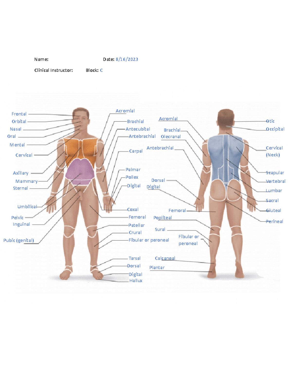 Ana Lab 1st Act - Anatomical Parts of The Body - Name: Date: 8/16 ...